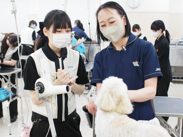 ２年生、お客様犬のトリミング！
